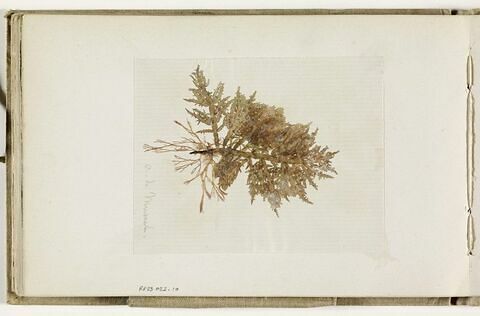 Planche d'herbier, image 1/2