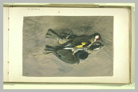 Deux oiseaux morts, image 2/2