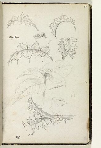 Etudes de branches de chardon et de têtes d'oiseaux
