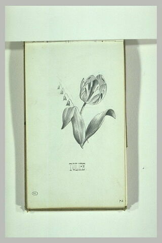 Une tulipe et un brin de muguet, image 2/2