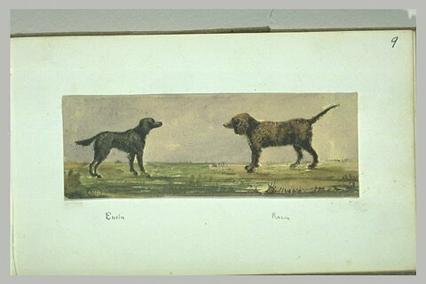 Deux chiens, face à face, dans la campagne, image 2/2