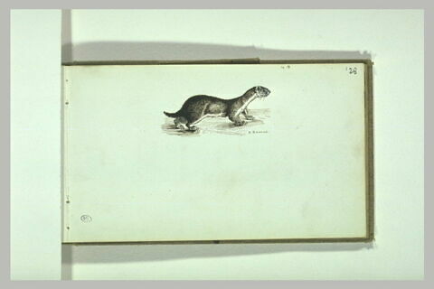 Une belette, image 2/2