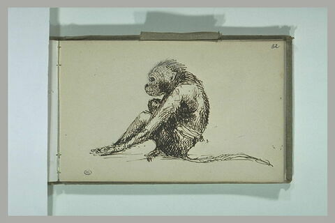 Etude d'un singe, image 2/2