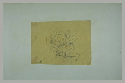 Rose, image 2/2