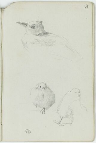Oiseaux, image 1/1