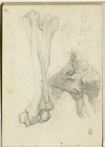 Etudes d'os, image 1/1
