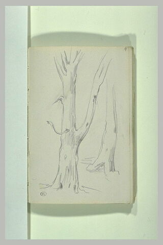 Deux arbres, image 2/2