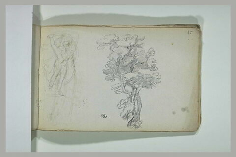 Figure ; arbre, image 1/1
