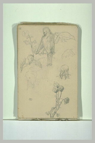Croquis d'oiseaux et de végétaux, image 1/1