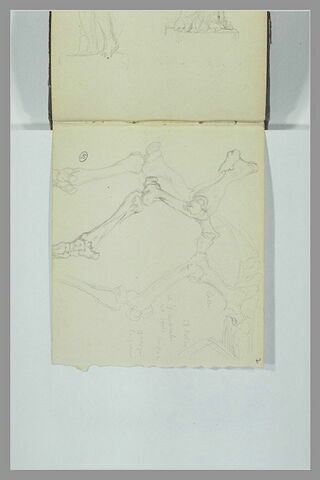 Squelette d'un animal et indications manuscrites, image 1/1