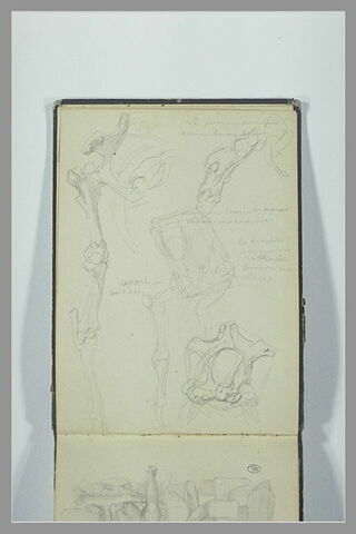 Etudes de squelettes d'un animal et indications manuscrites, image 1/1