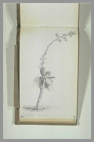 Etude d'une plante grasse, image 2/2