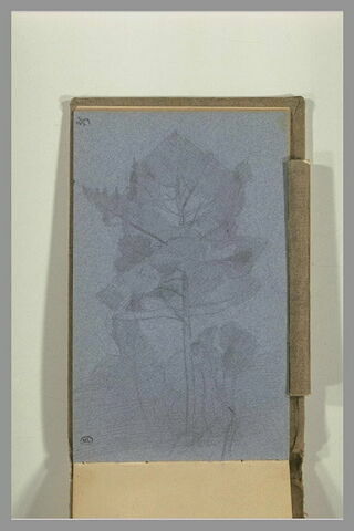 Arbres, image 2/2