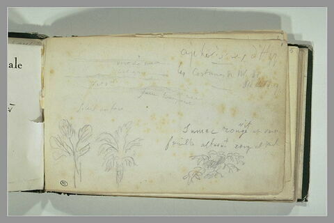Notes manuscrites, paysage et végétaux, image 1/1