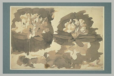 Deux fleurs de rhododendron avec feuilles