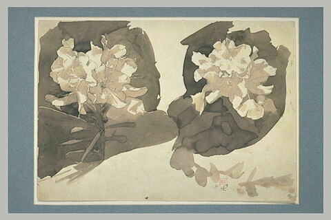 Deux fleurs de rhododendron avec feuilles