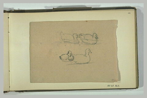 Feuille de croquis avec quatre canards