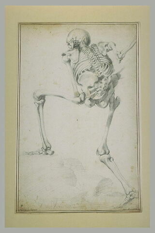 Squelette debout vu de dos, montant sur un rocher