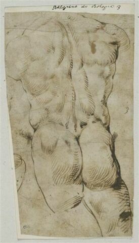 Fesses et dos d'un homme nu, image 1/2