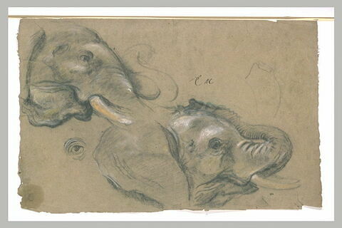 Etude de deux têtes d'éléphants tournées vers la droite, et étude d'oeil, image 2/2