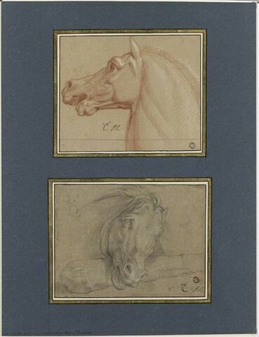 Tête de cheval, vue de profil, tournée à gauche, image 2/3