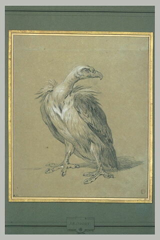 Etude de vautour, image 2/2