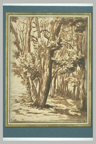 Paysage : arbres à demi morts en bordure d'un bosquet, image 2/3