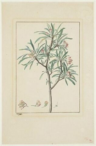 Une plante du jardin de La Malmaison : Nymania capensis ?, image 1/1