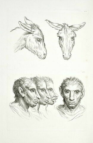 Deux têtes d'âne et quatre têtes d'hommes en relation avec l'âne., image 2/2