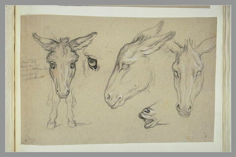 Etudes de trois têtes d'âne, d'un oeil, des pattes avant et des naseaux..., image 2/3