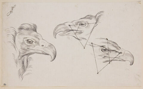 Trois études de têtes d'aigle, image 1/2