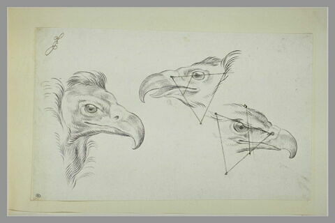 Trois études de têtes d'aigle, image 2/2