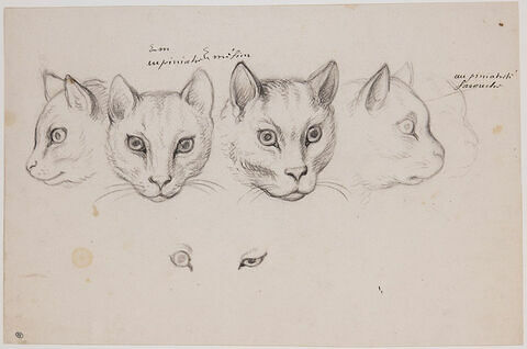 Cinq études de têtes de chats et deux études d'oeil