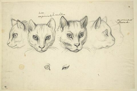 Cinq études de têtes de chats et deux études d'oeil, image 3/3