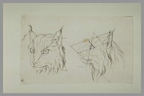 Deux têtes de loup-cervier, image 2/2