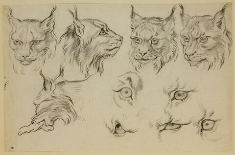 Cinq têtes de loup-cervier et cinq études d'oeil