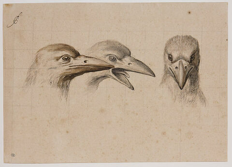 Trois têtes de corbeaux, une de face et deux de profil