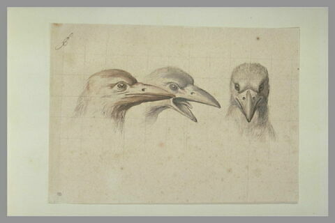 Trois têtes de corbeaux, une de face et deux de profil, image 2/3