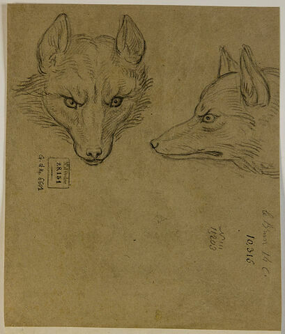 Deux têtes de loup, l'une de face et l'autre de profil