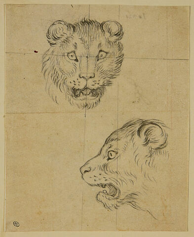 Deux têtes de lionnes
