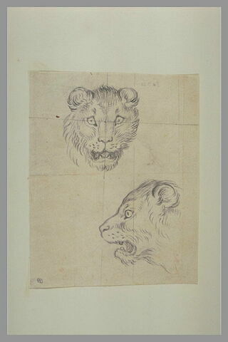 Deux têtes de lionnes, image 2/2
