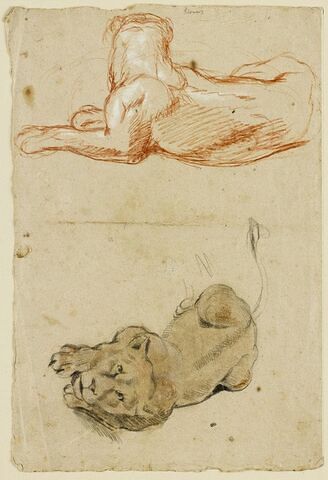 Deux lionnes, image 1/2
