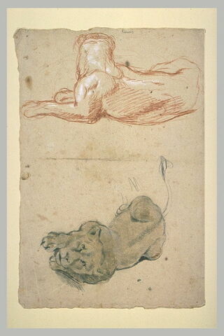 Deux lionnes, image 2/2