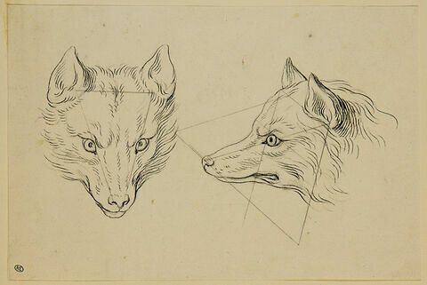 Deux têtes de loup, l'une de face et l'autre de profil