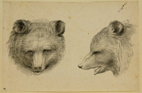 Deux têtes d'ours, l'une de profil et l'autre de face, image 1/2