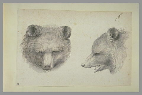 Deux têtes d'ours, l'une de profil et l'autre de face, image 2/2