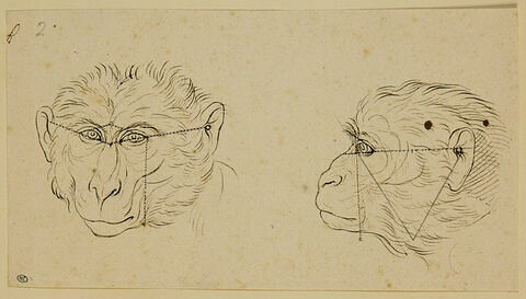 Deux têtes de singe, l'une de face et l'autre de profil