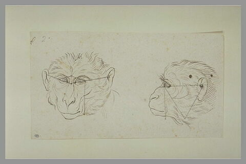 Deux têtes de singe, l'une de face et l'autre de profil, image 2/2