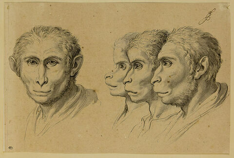 Quatre têtes d'hommes en relation avec le singe