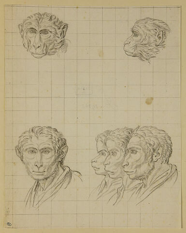 Deux têtes de singes et quatre têtes d'hommes en relation avec le singe